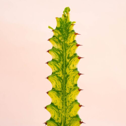 Euphorbia trigona cv. Mint Cream Ø 12 cm
