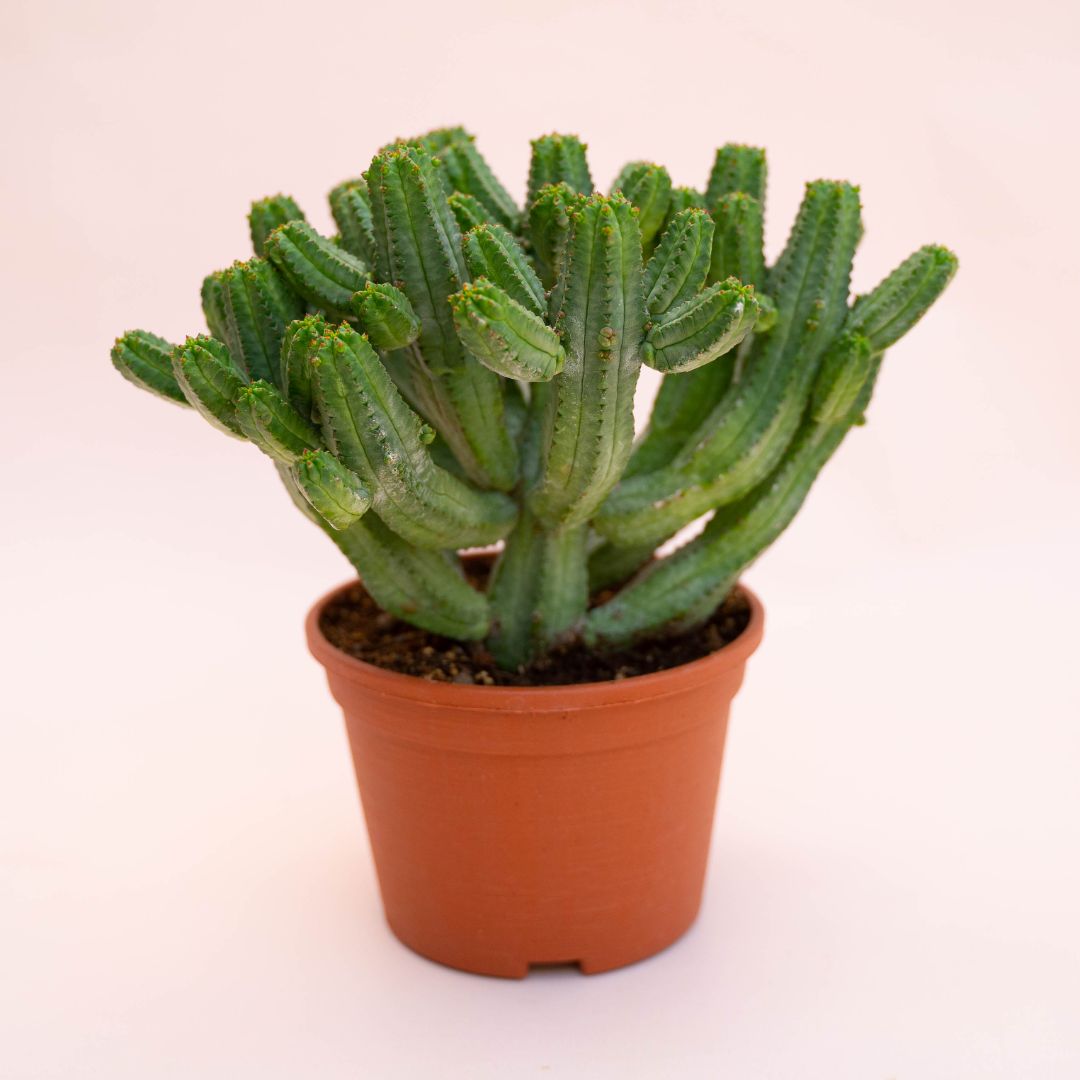 Euphorbia tubiglans Ø 12 cm 737F