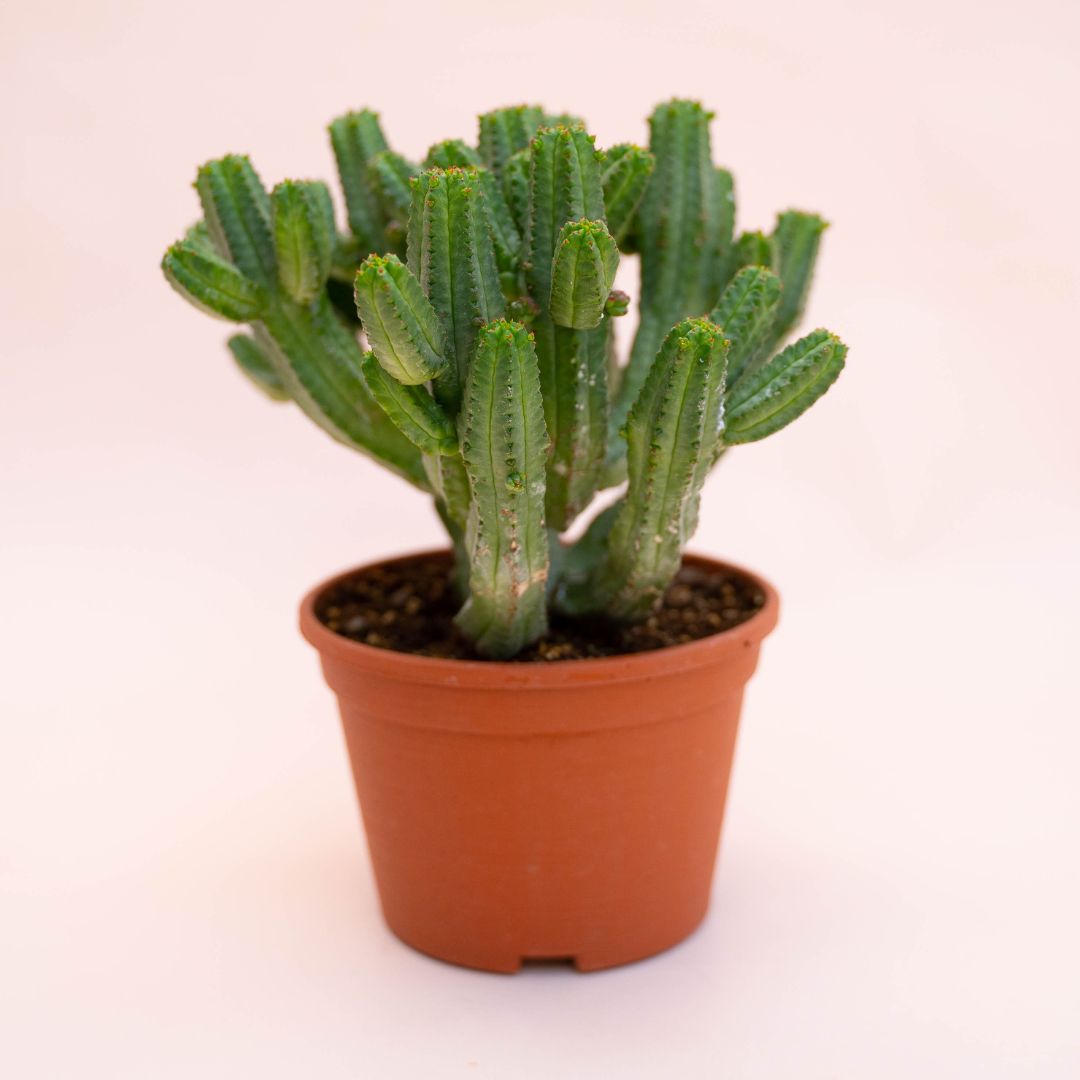 Euphorbia tubiglans Ø 12 cm 737F