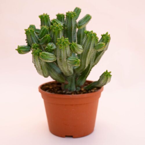 Euphorbia tubiglans Ø 12 cm 738F