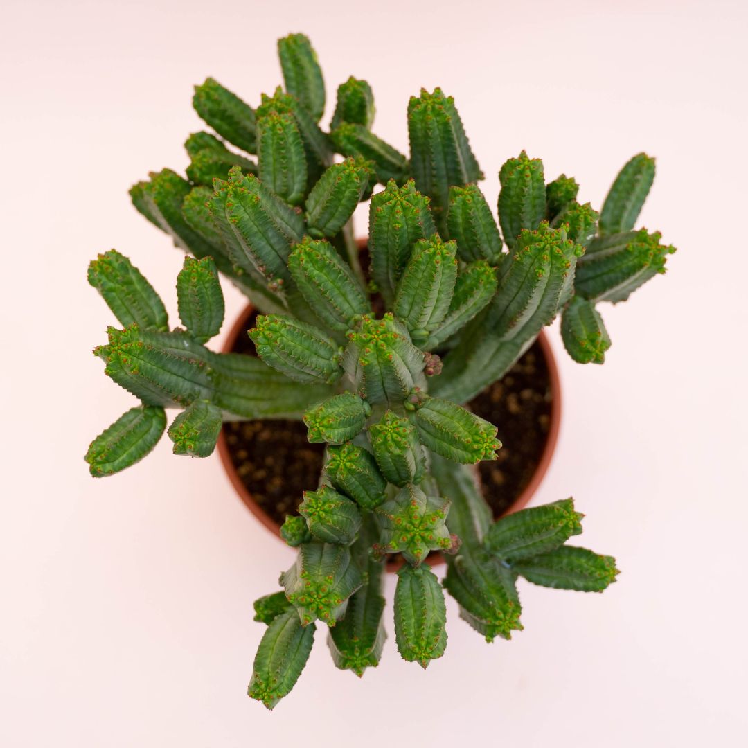 Euphorbia tubiglans Ø 12 cm 738F