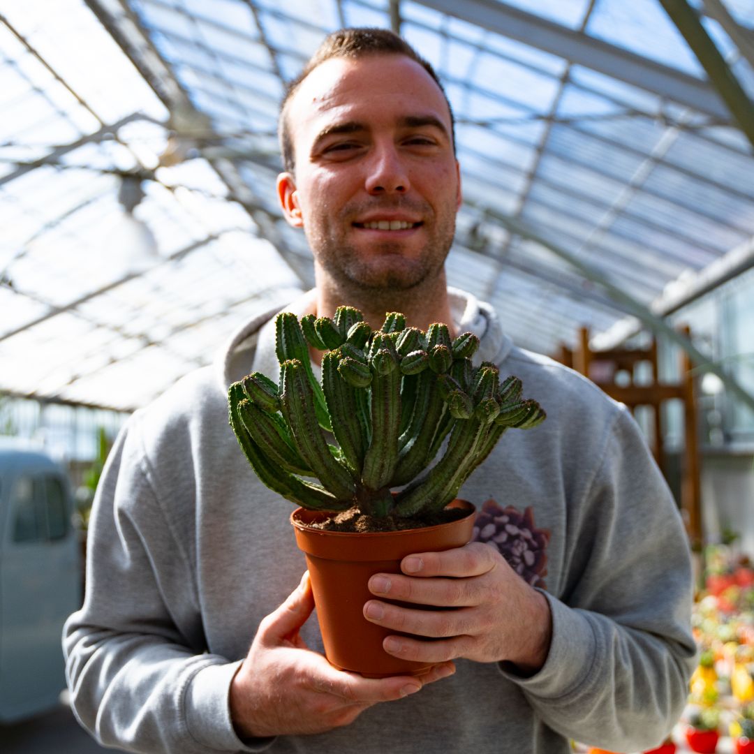 Euphorbia tubiglans Ø 14 cm 694F