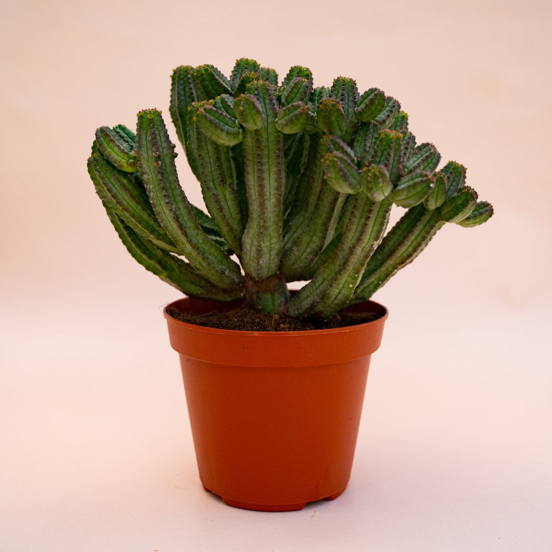 Euphorbia tubiglans Ø 14 cm 694F