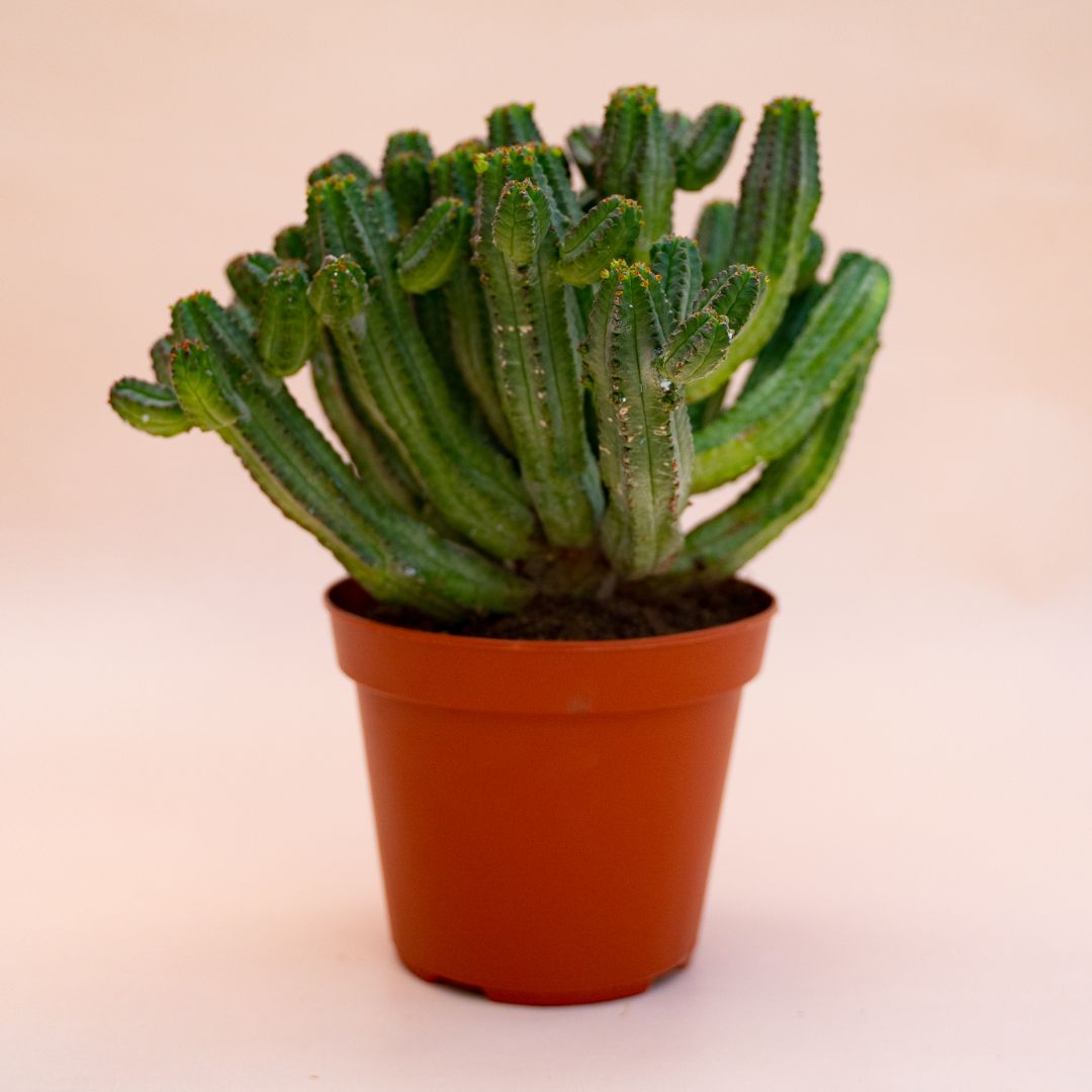 Euphorbia tubiglans Ø 14 cm 694F