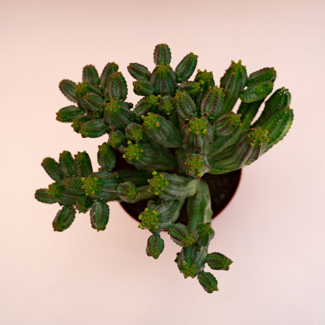 Euphorbia tubiglans Ø 14 cm 694F