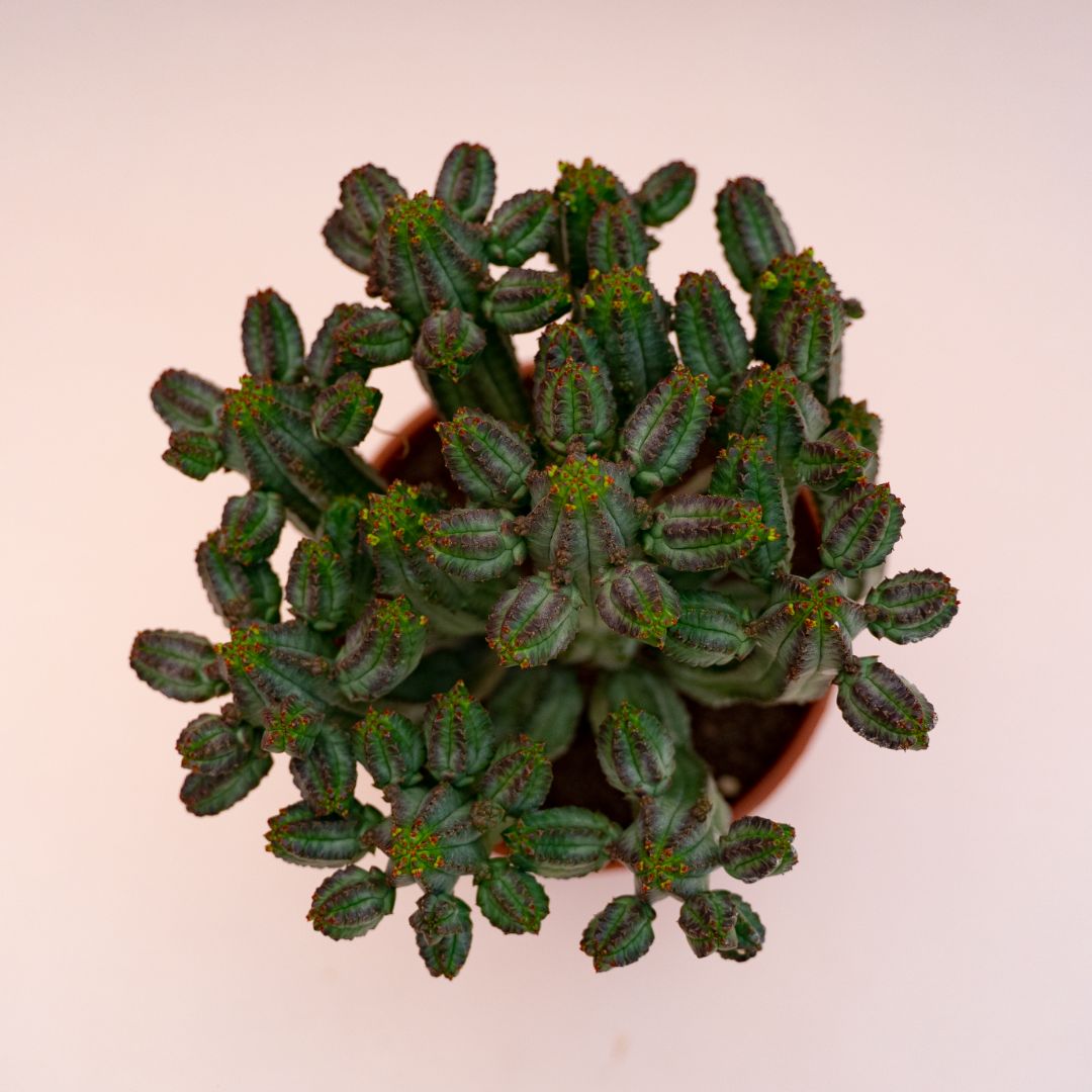 Euphorbia tubiglans Ø 14 cm 695F