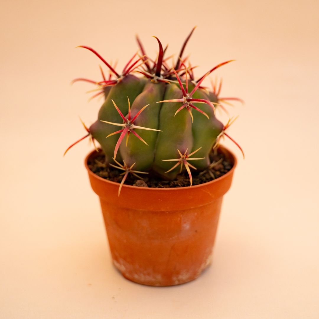 Ferocactus coloratus Ø 10,5 cm 676F