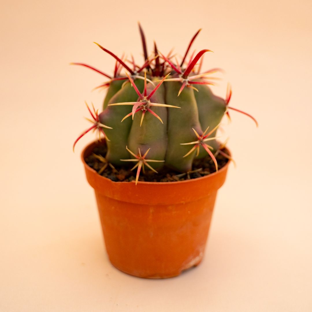 Ferocactus coloratus Ø 10,5 cm 676F
