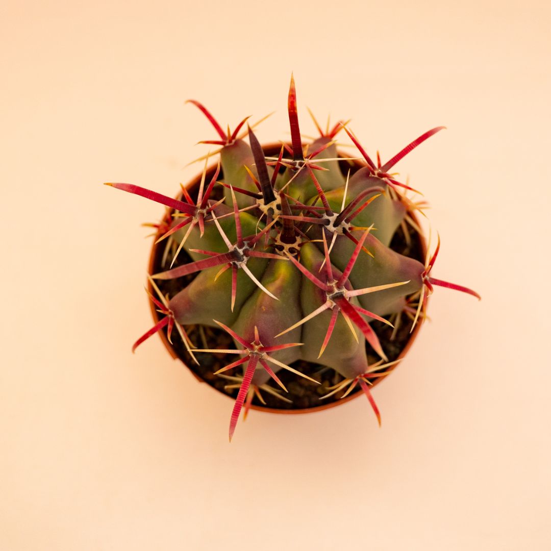 Ferocactus coloratus Ø 10,5 cm 676F