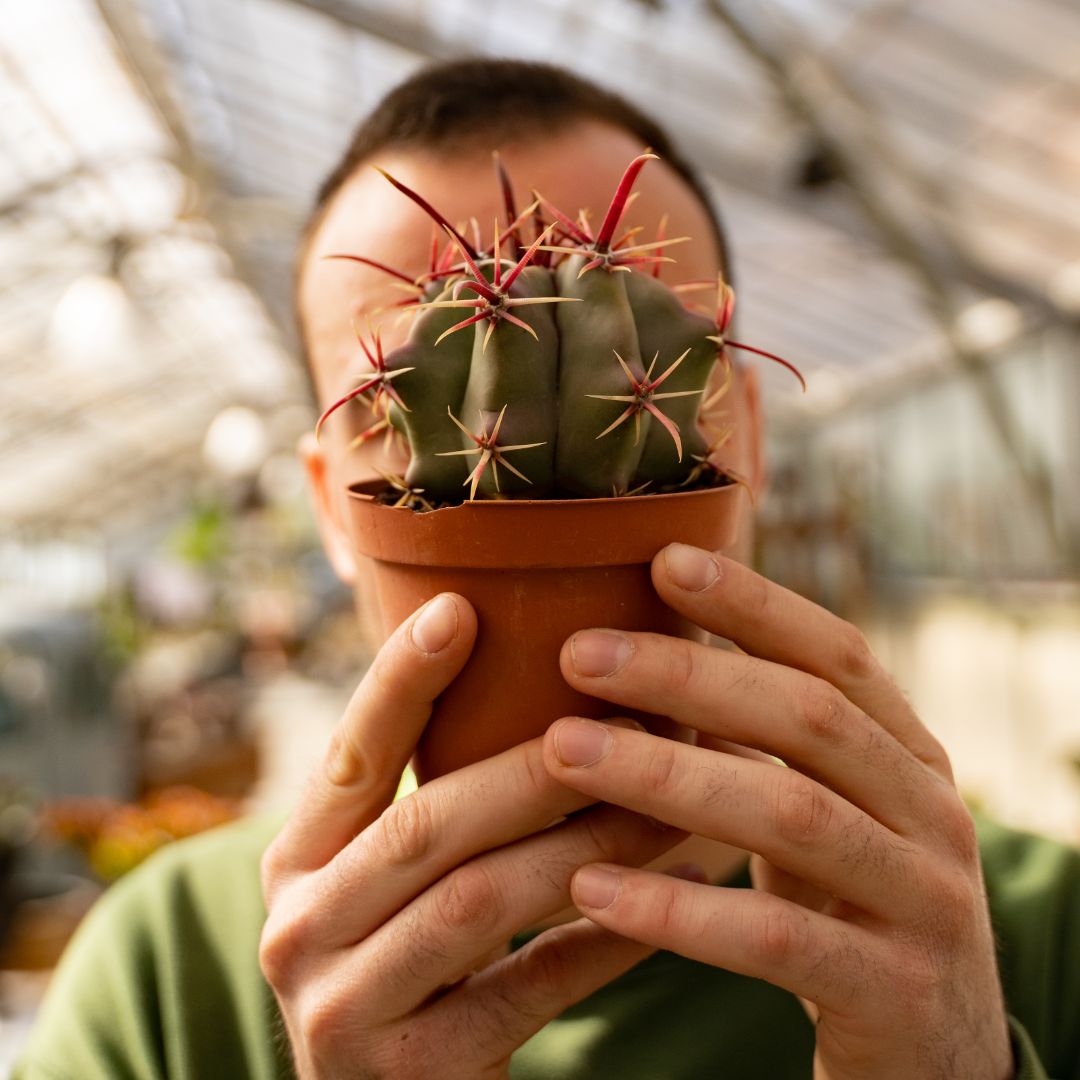 Ferocactus coloratus Ø 10,5 cm 676F