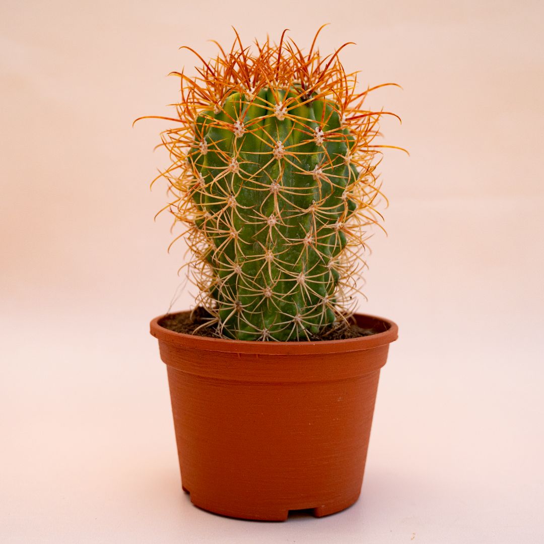 Ferocactus diguetii Ø 14 cm 696F