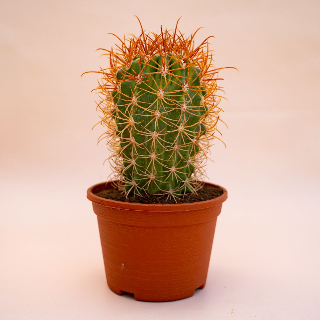 Ferocactus diguetii Ø 14 cm 696F