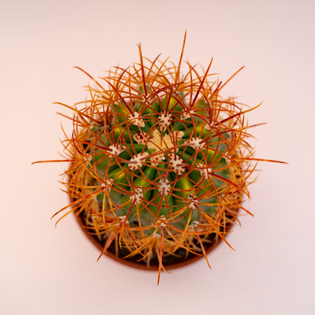 Ferocactus diguetii Ø 14 cm 696F