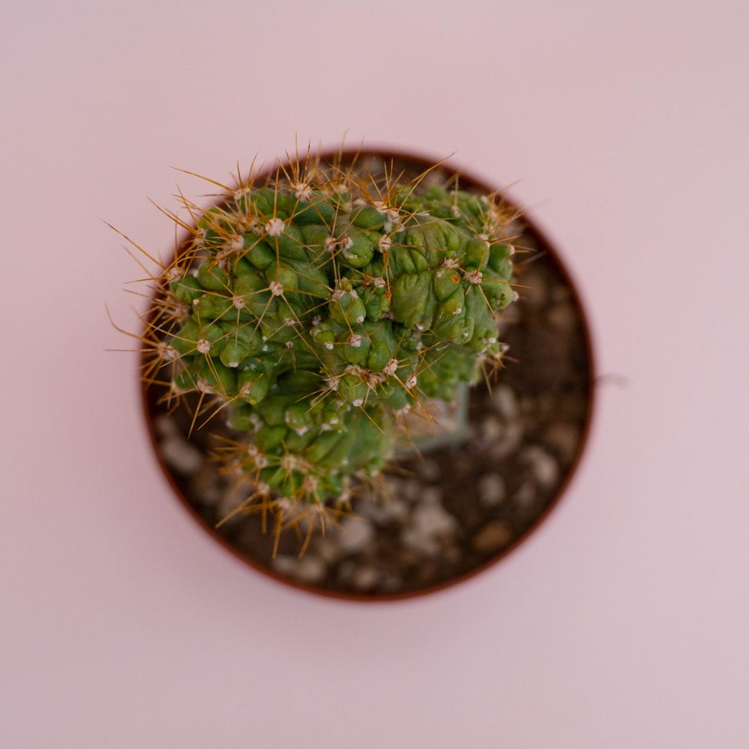 Ferocactus echidne mostruoso Ø 10,5 cm