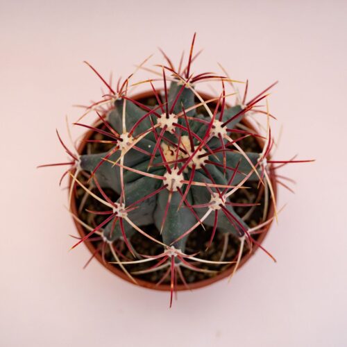 Ferocactus emoryi Ø 16 cm 706F