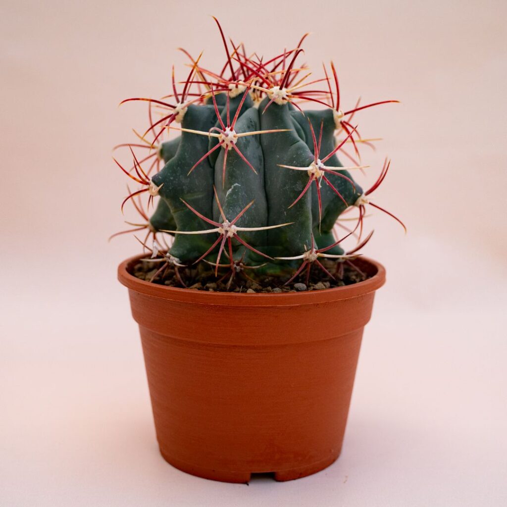 Ferocactus emoryi Ø 16 cm 706F