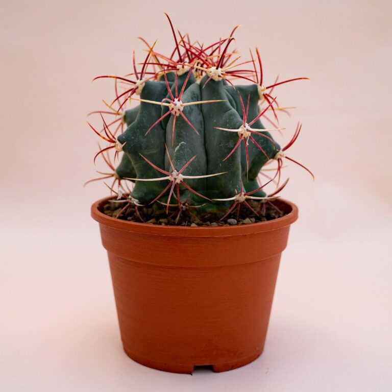 Ferocactus emoryi Ø 16 cm 706F