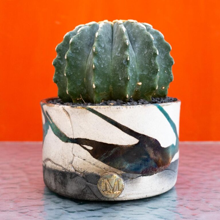 Ferocactus glaucescens inermis