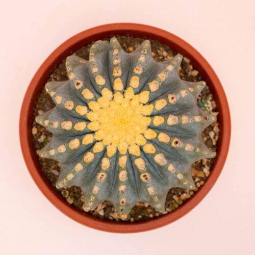 Ferocactus glaucescens nudum Ø 25 cm