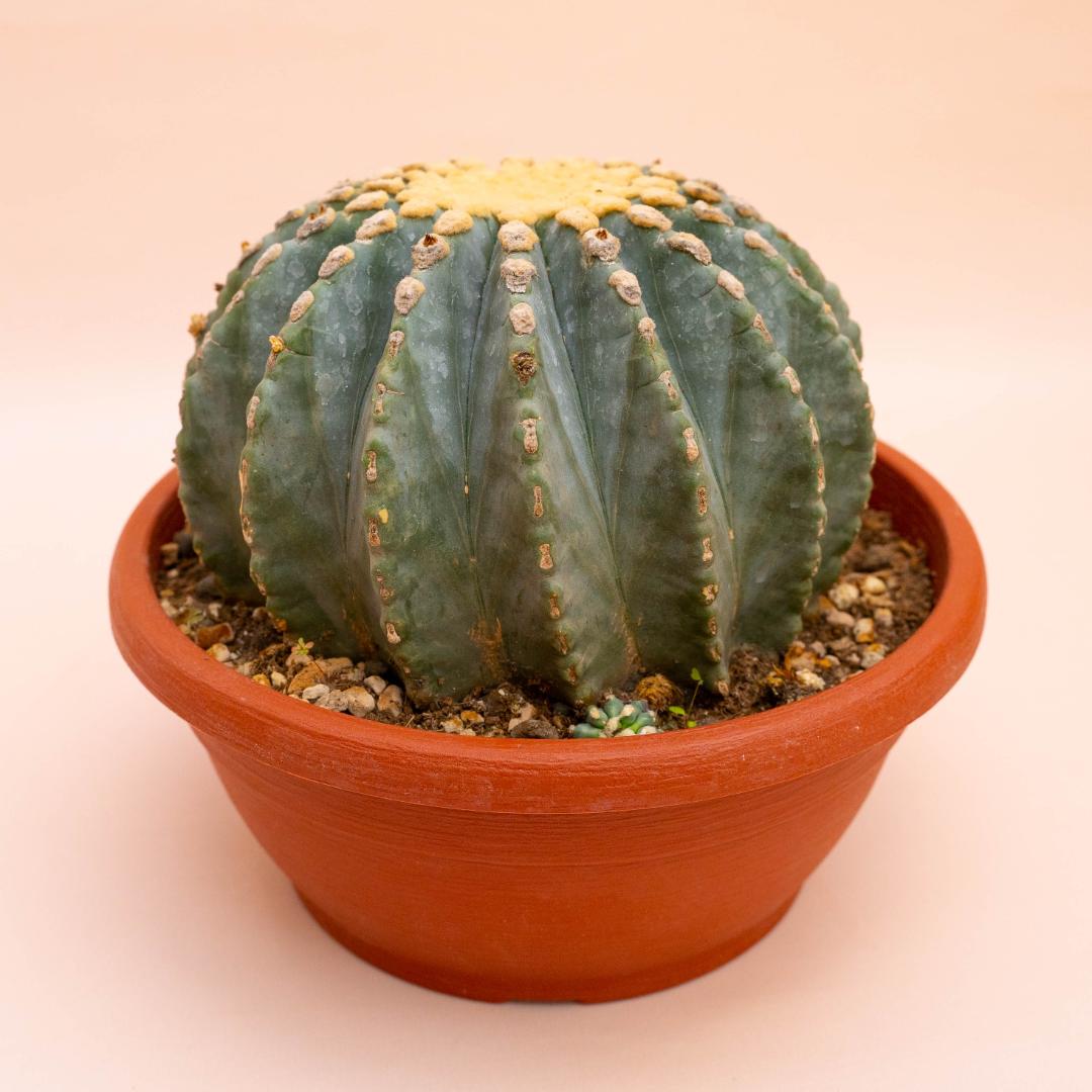 Ferocactus glaucescens nudum Ø 25 cm