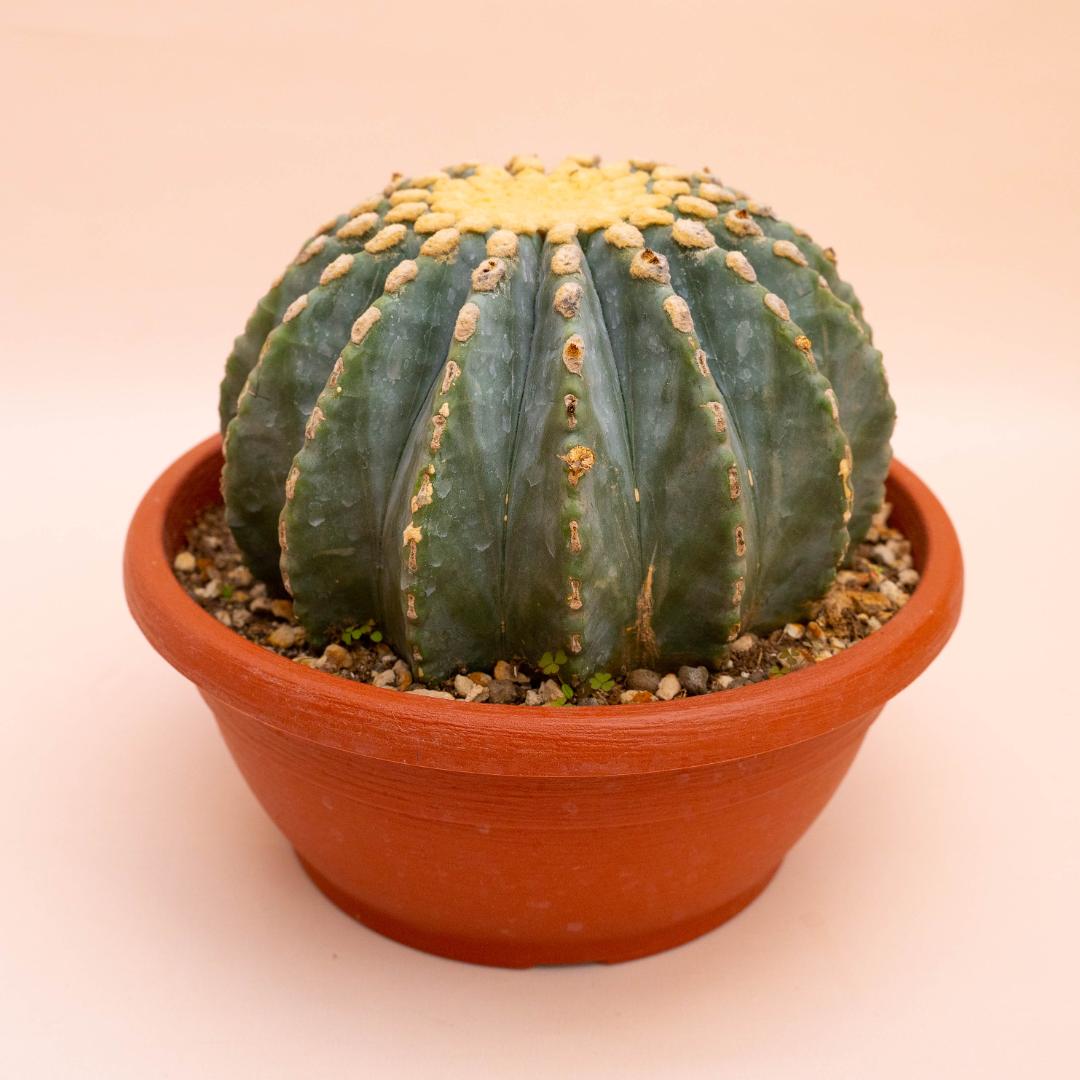 Ferocactus glaucescens nudum Ø 25 cm