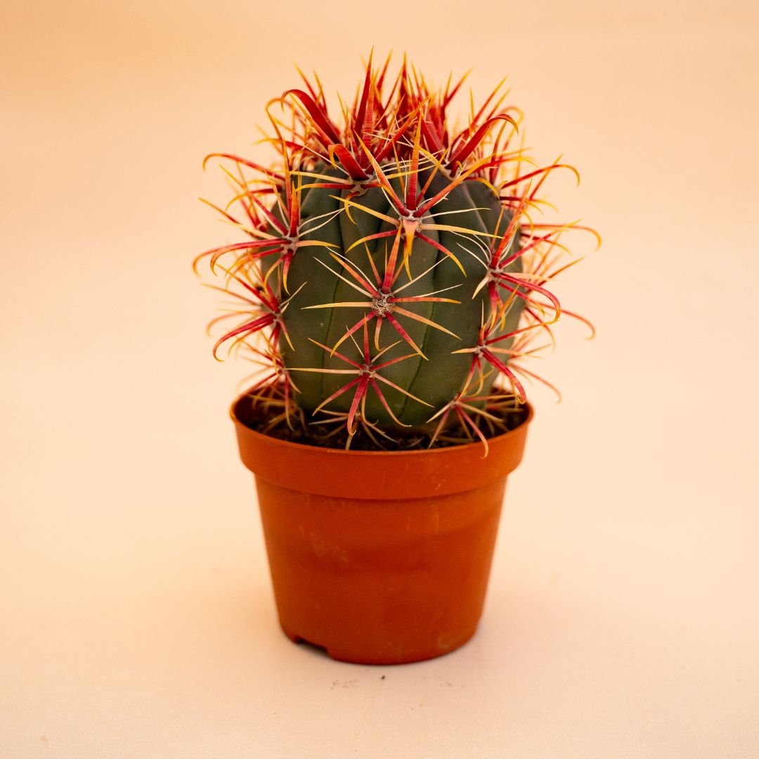 Ferocactus gracilis Ø 10,5 cm 671F