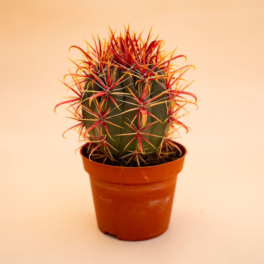Ferocactus gracilis Ø 10,5 cm 671F