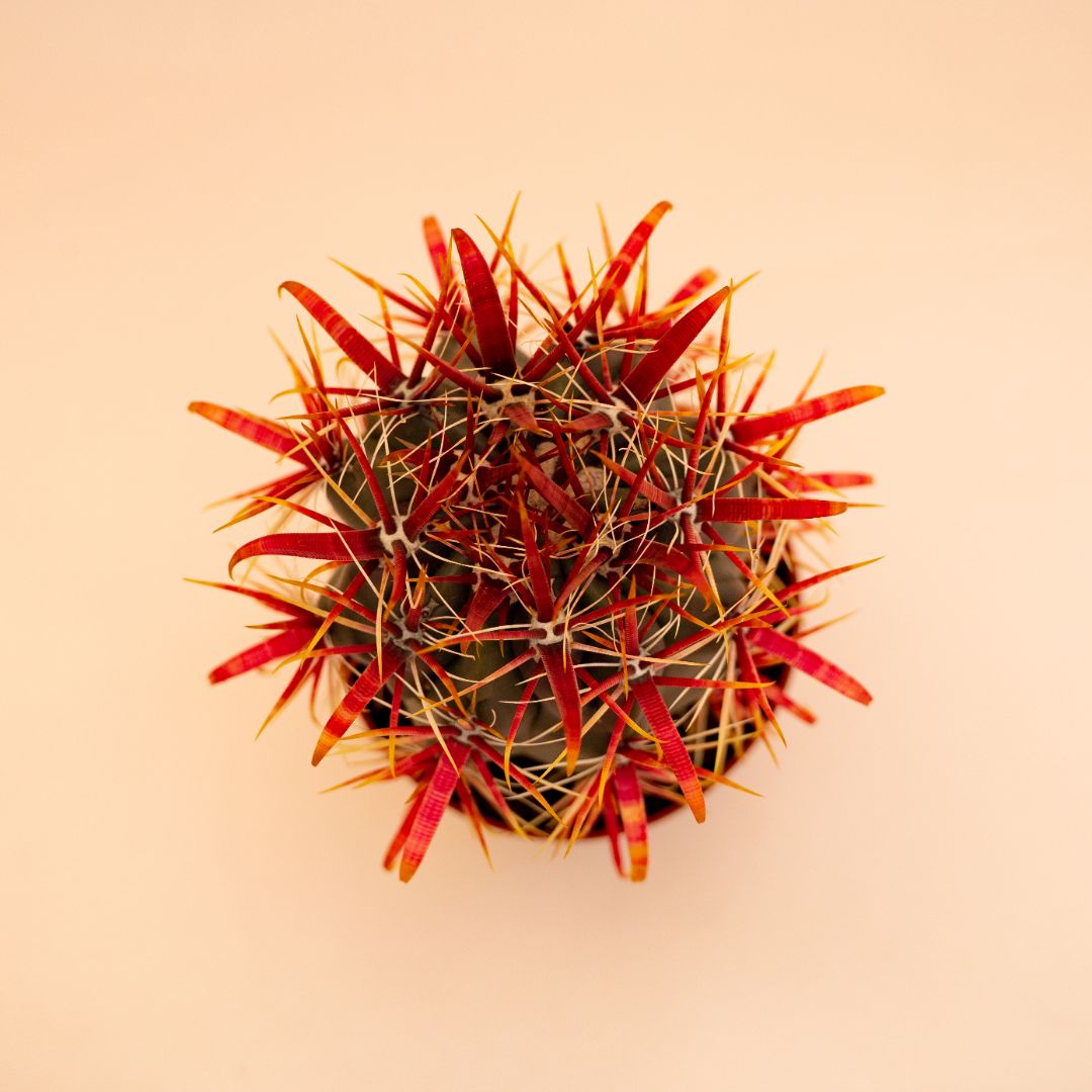 Ferocactus gracilis Ø 10,5 cm 671F