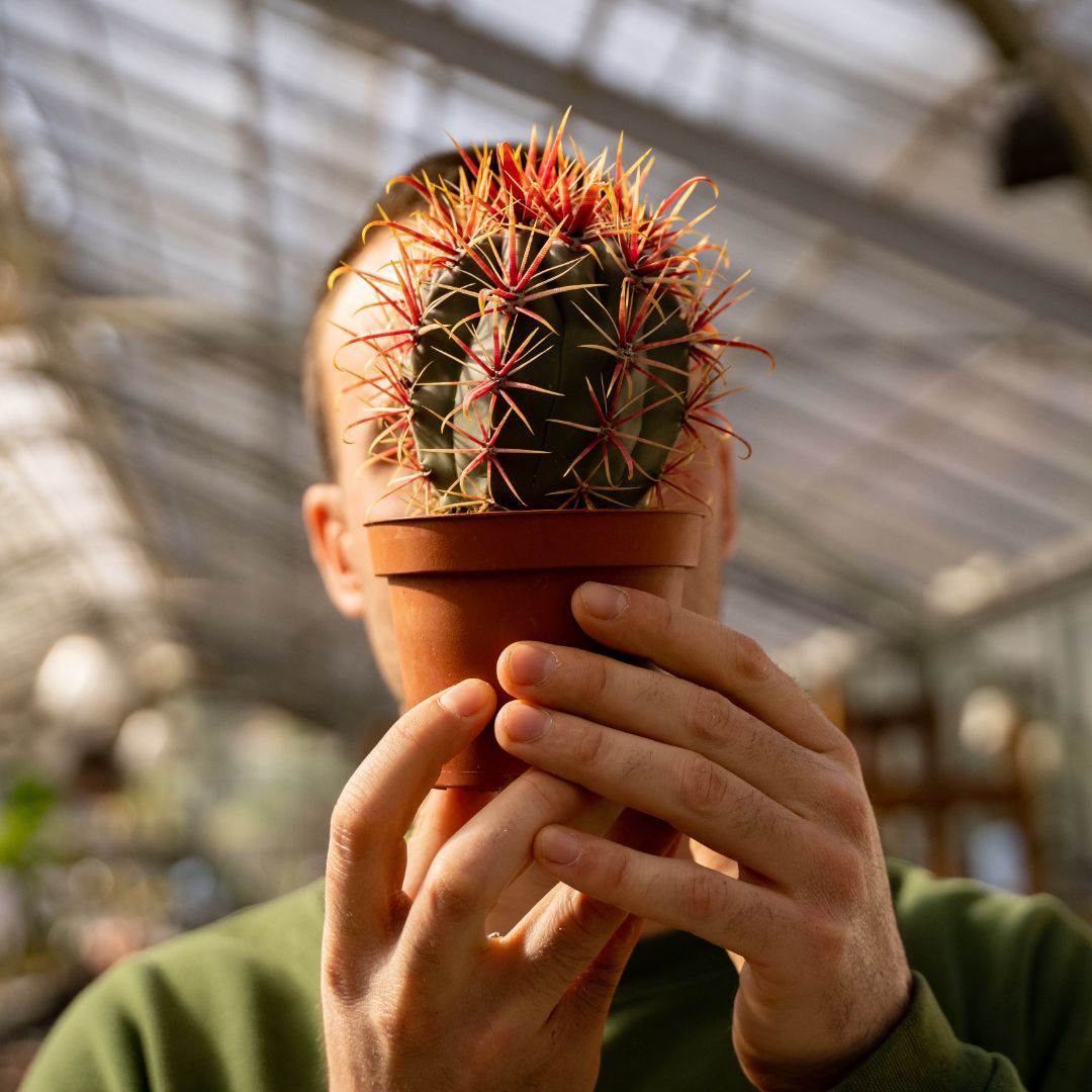 Ferocactus gracilis Ø 10,5 cm 671F