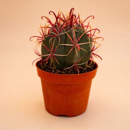 Ferocactus gracilis Ø 10,5 cm 677F