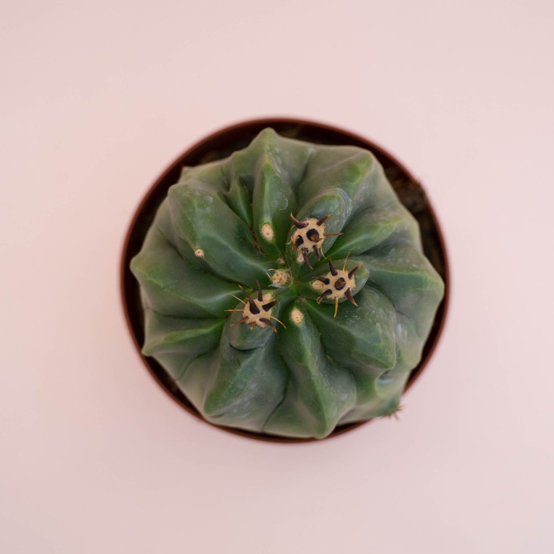 Ferocactus horridus brevispinus mostruoso Ø 13 cm cod. 744F