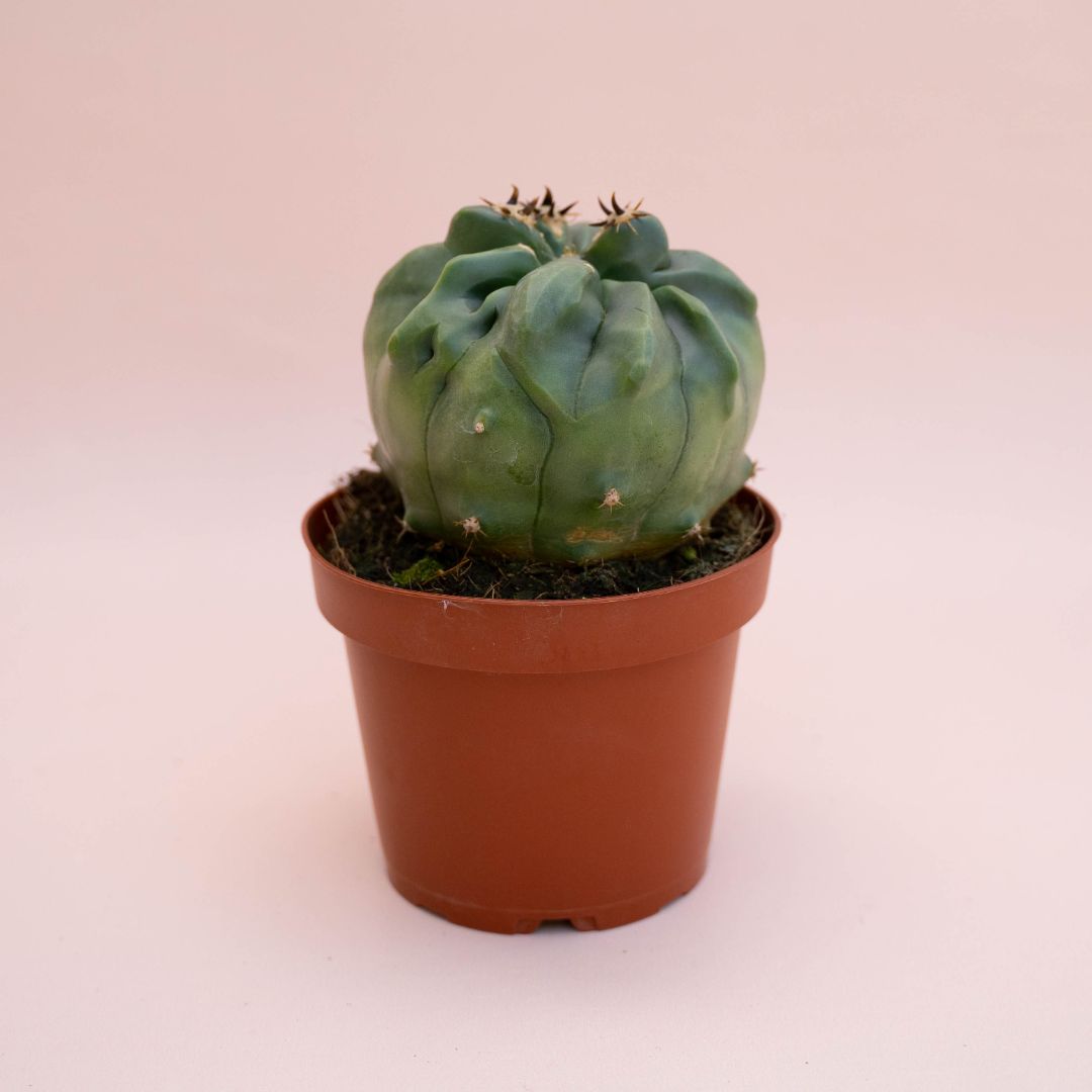 Ferocactus horridus brevispinus mostruoso Ø 13 cm cod. 744F
