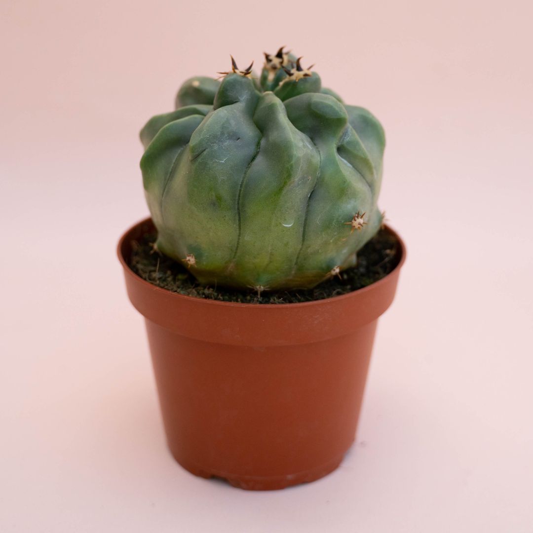 Ferocactus horridus brevispinus mostruoso Ø 13 cm cod. 744F