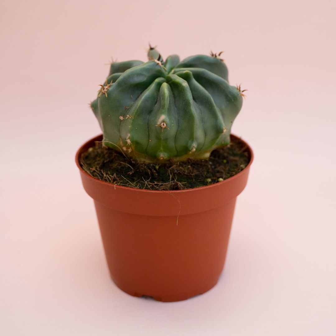 Ferocactus horridus brevispinus mostruoso Ø 13 cm cod. 745F