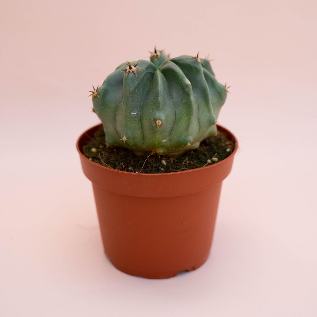 Ferocactus horridus brevispinus mostruoso Ø 13 cm cod. 745F