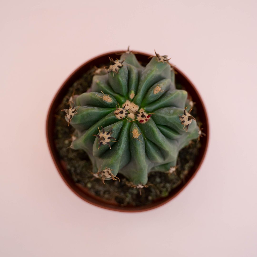 Ferocactus horridus brevispinus mostruoso Ø 13 cm cod. 747F