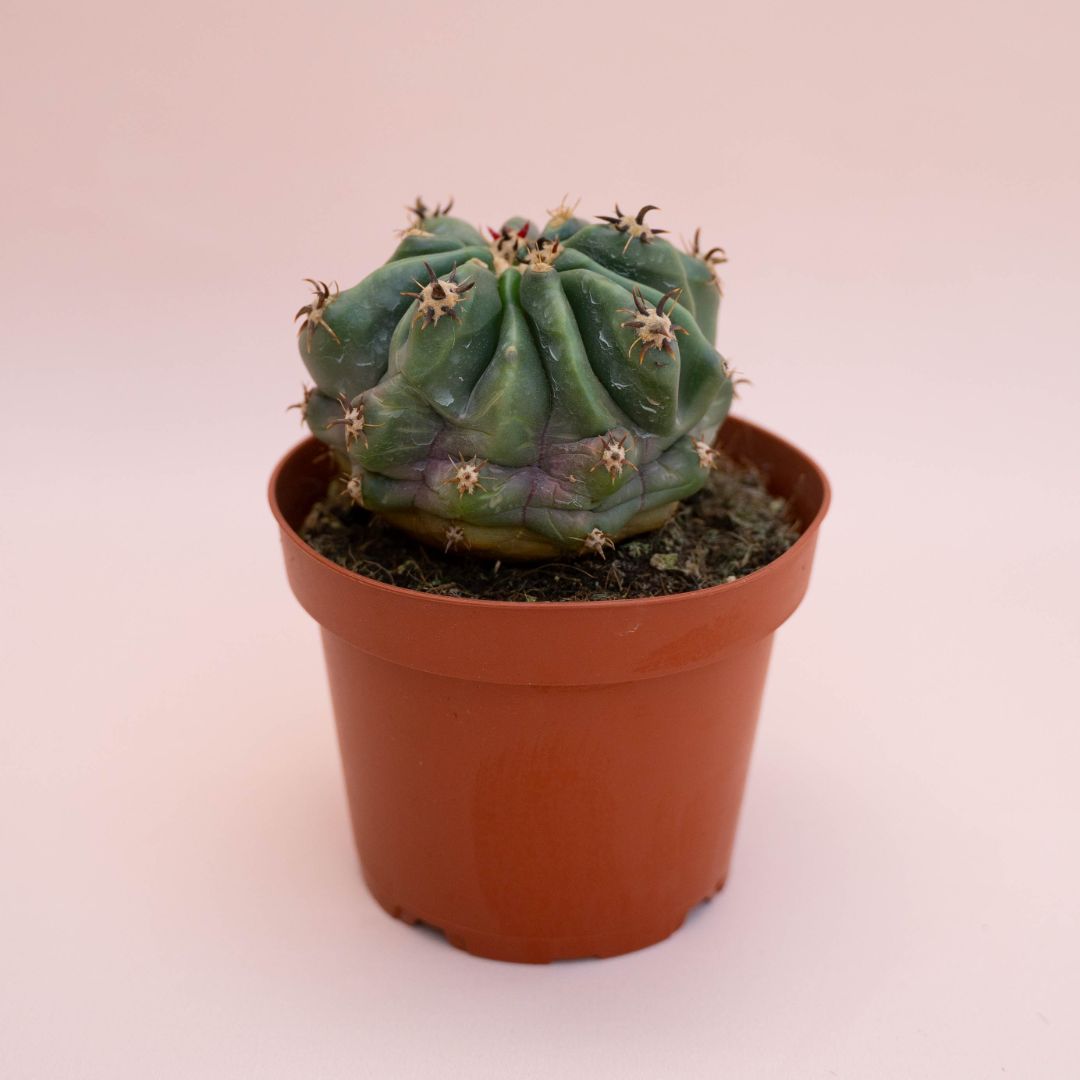 Ferocactus horridus brevispinus mostruoso Ø 13 cm cod. 747F