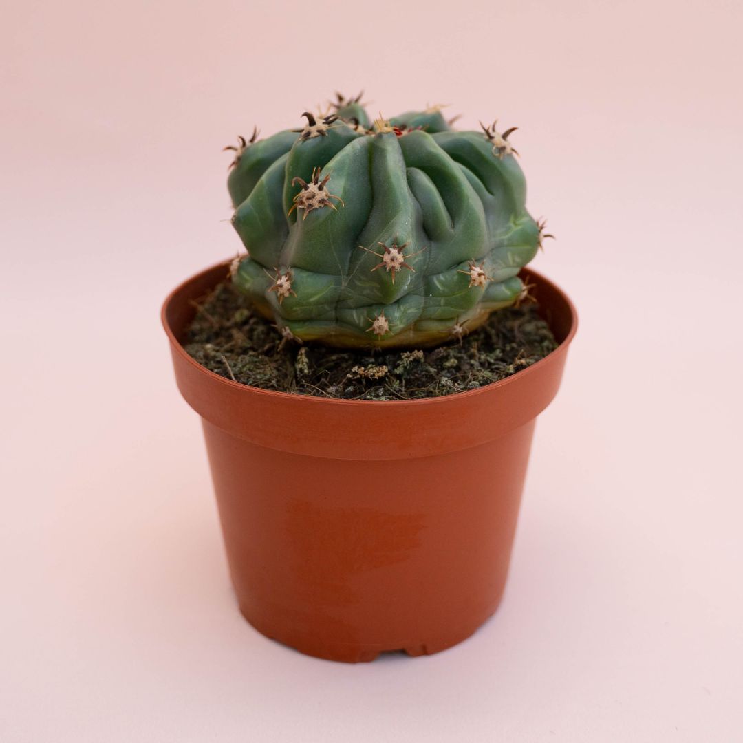 Ferocactus horridus brevispinus mostruoso Ø 13 cm cod. 747F