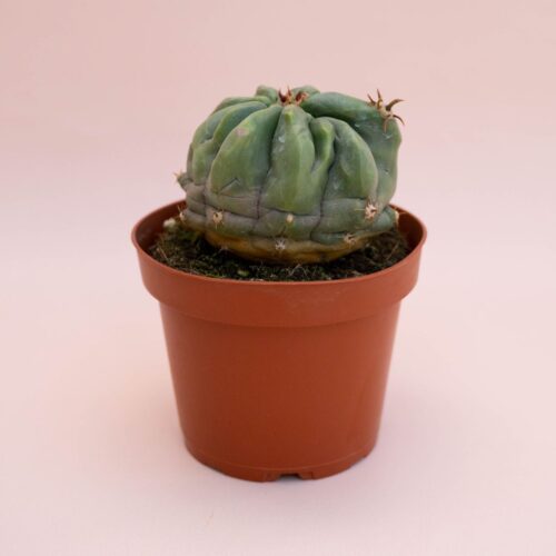 Ferocactus horridus brevispinus mostruoso Ø 13 cm cod. 748F