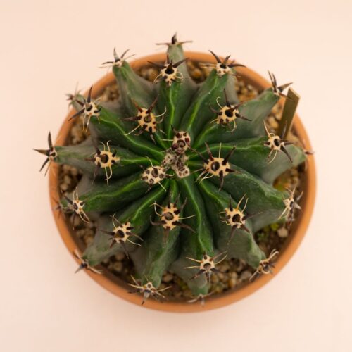Ferocactus horridus brevispinus Ø 16 cm 849F