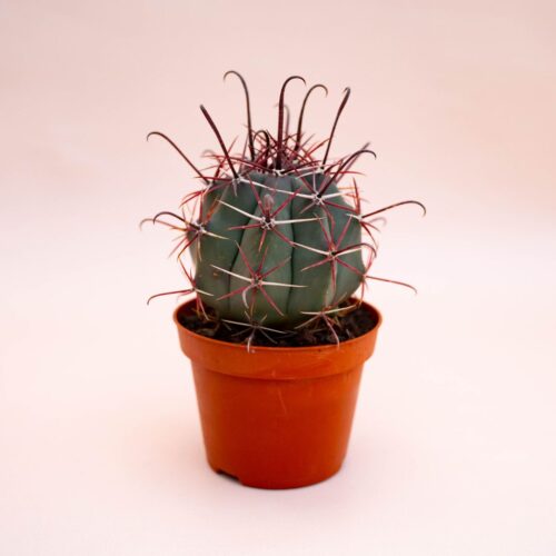 Ferocactus hybrid Ø 10,5 cm 708F