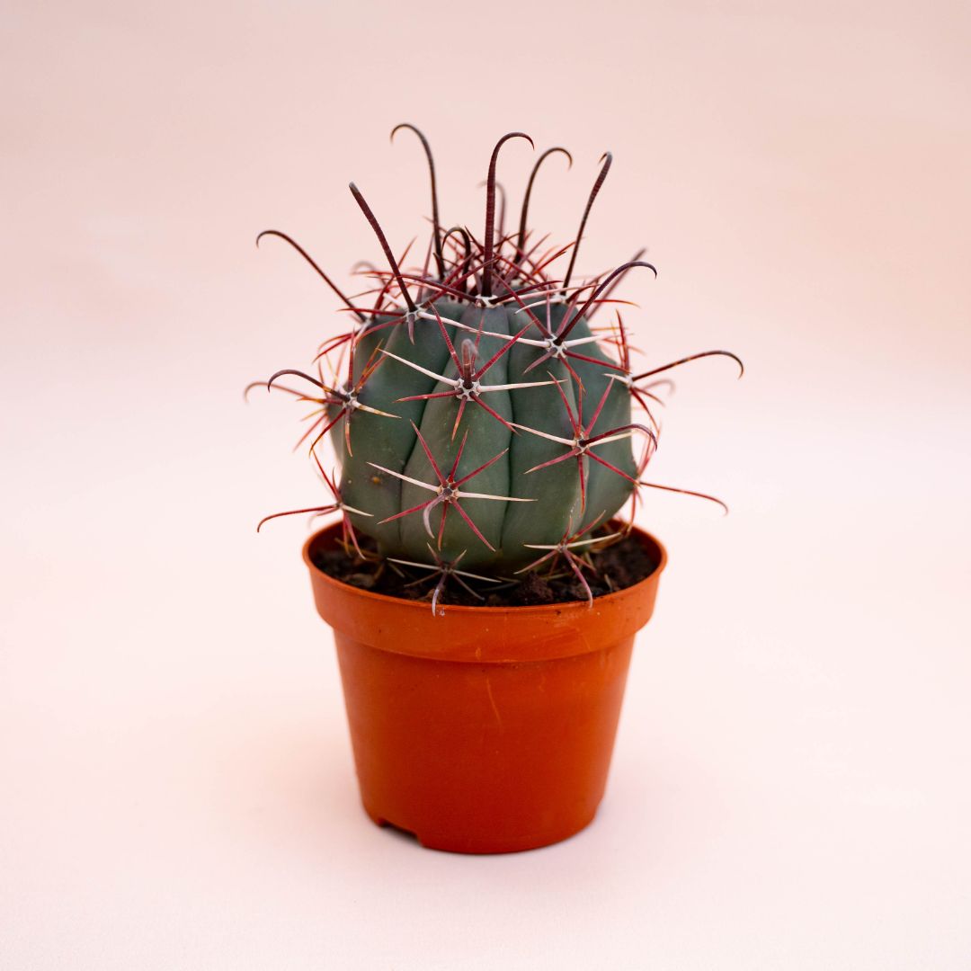 Ferocactus hybrid Ø 10,5 cm 708F