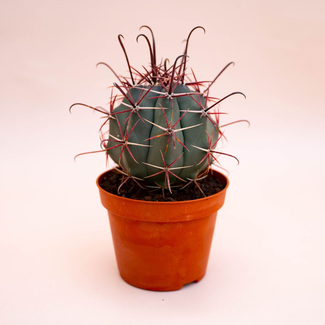 Ferocactus hybrid Ø 10,5 cm 708F