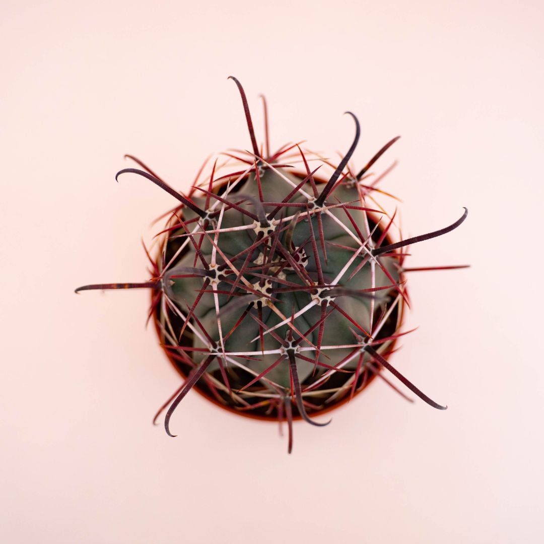Ferocactus hybrid Ø 10,5 cm 708F