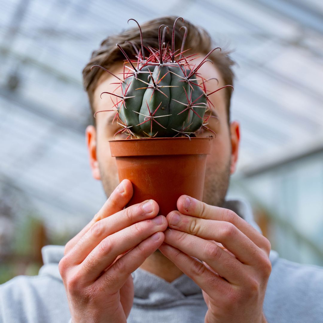 Ferocactus hybrid Ø 10,5 cm 708F