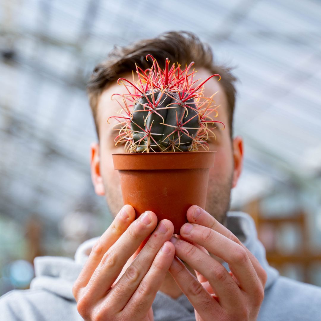 Ferocactus hybrid Ø 10,5 cm 709F