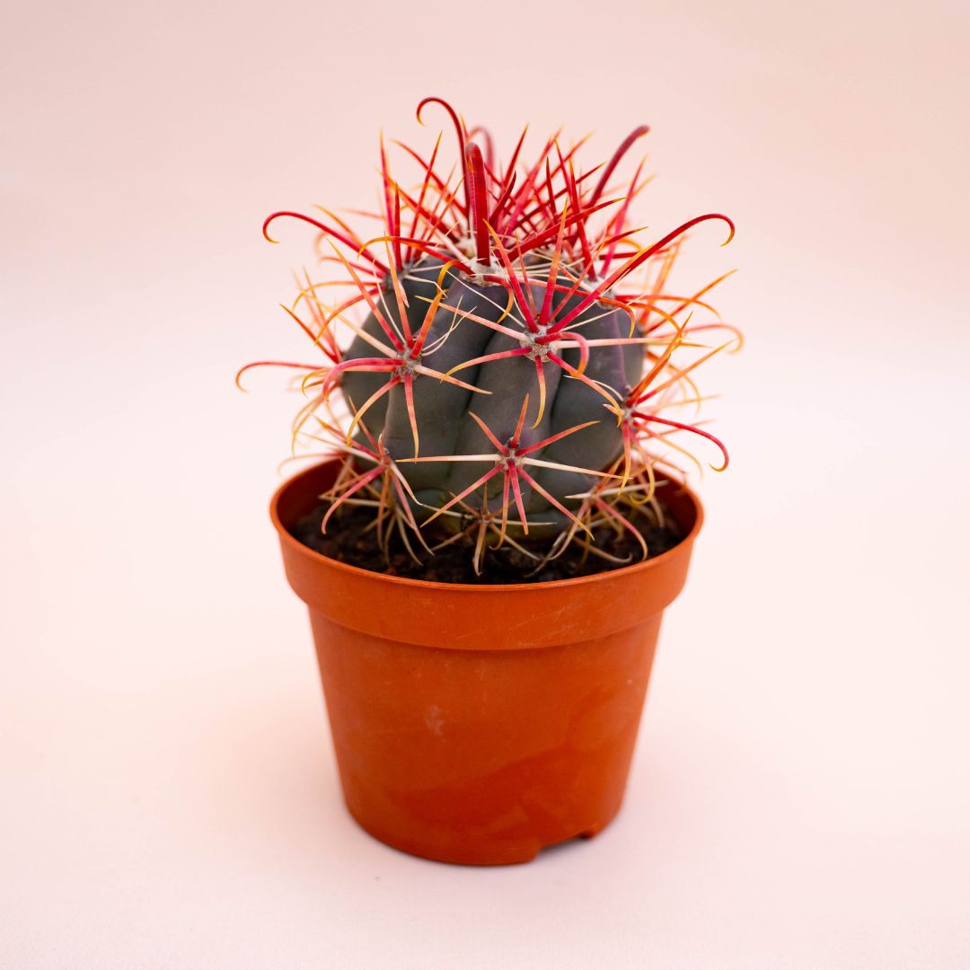 Ferocactus hybrid Ø 10,5 cm 709F