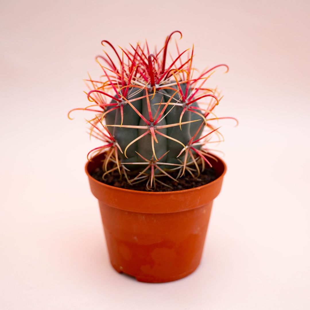 Ferocactus hybrid Ø 10,5 cm 709F
