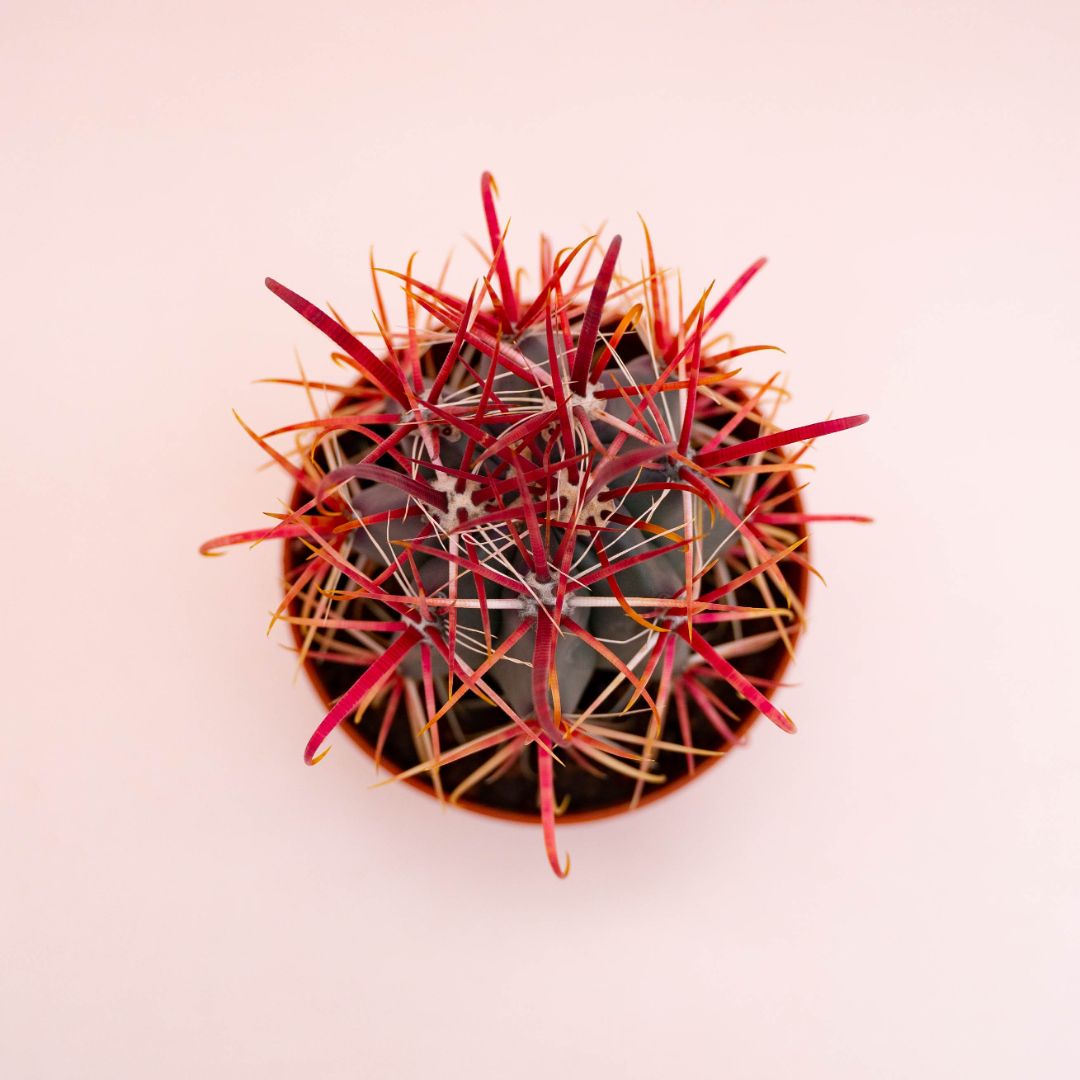 Ferocactus hybrid Ø 10,5 cm 709F