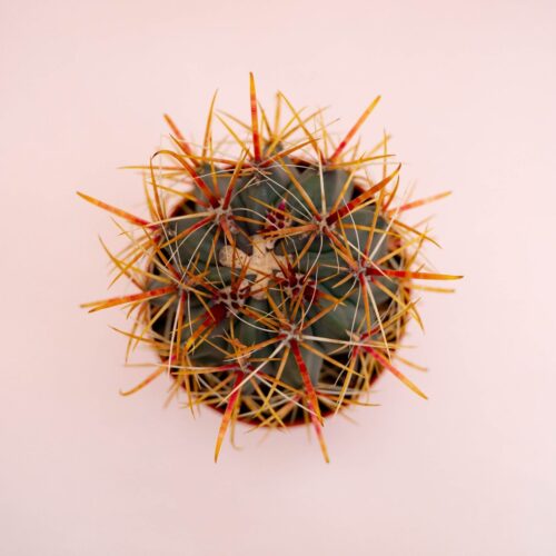 Ferocactus hybrid Ø 10,5 cm 710F
